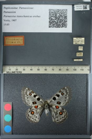 Media type: image;   Entomology 174918